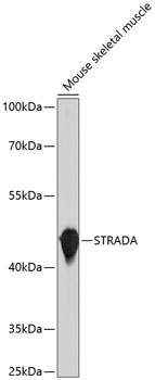 STRADA Rabbit Polyclonal Antibody