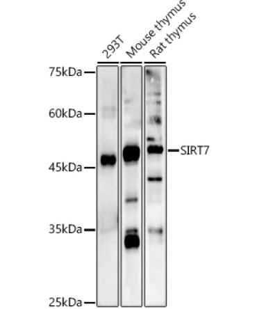 SIRT7 Rabbit Polyclonal Antibody