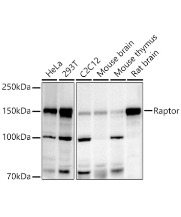 Raptor Rabbit Polyclonal Antibody