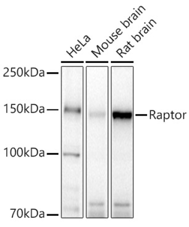 Raptor Rabbit Polyclonal Antibody