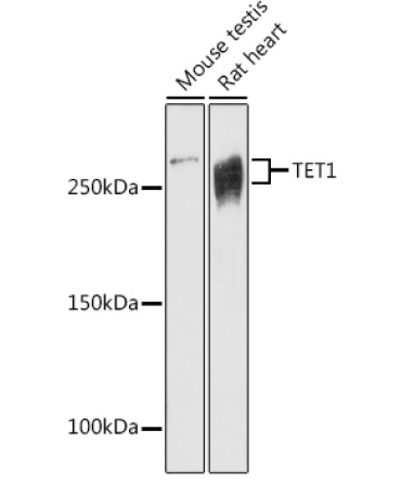 TET1 Rabbit Polyclonal Antibody
