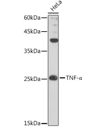 TNF-Alpha Rabbit Polyclonal Antibody