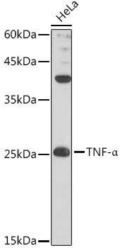 TNF-Alpha Rabbit Polyclonal Antibody