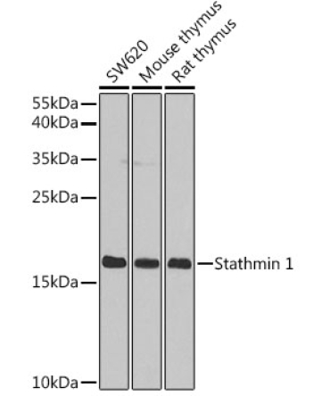 Stathmin 1 Rabbit Polyclonal Antibody