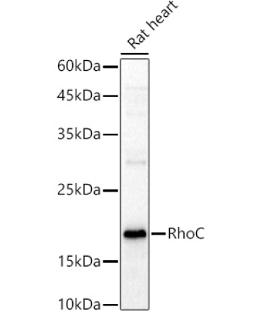 RhoC Rabbit Polyclonal Antibody