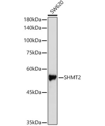 SHMT2 Rabbit Polyclonal Antibody