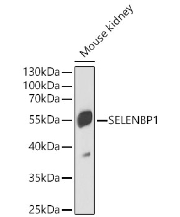 SELENBP1 Rabbit Polyclonal Antibody