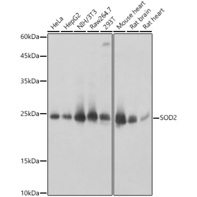 SOD2 Rabbit Polyclonal Antibody