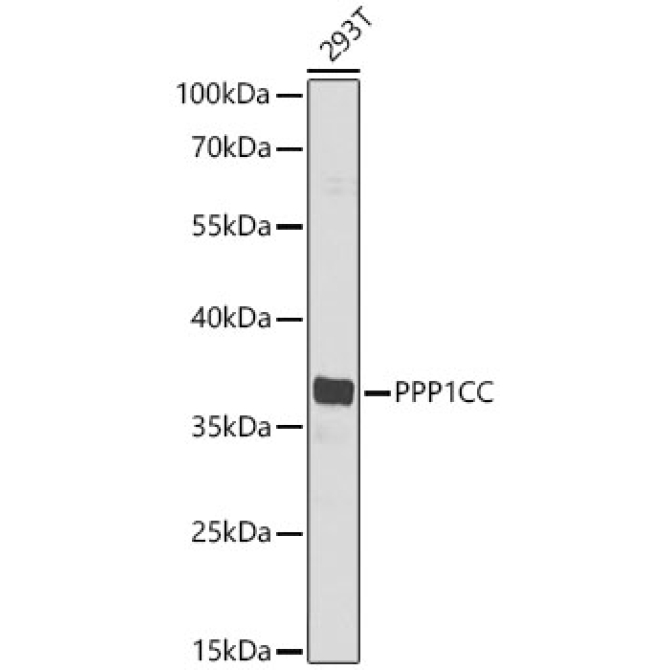 PPP1CC Rabbit Polyclonal Antibody