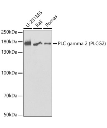 PLC gamma 2 (PLCG2) Rabbit Polyclonal Antibody