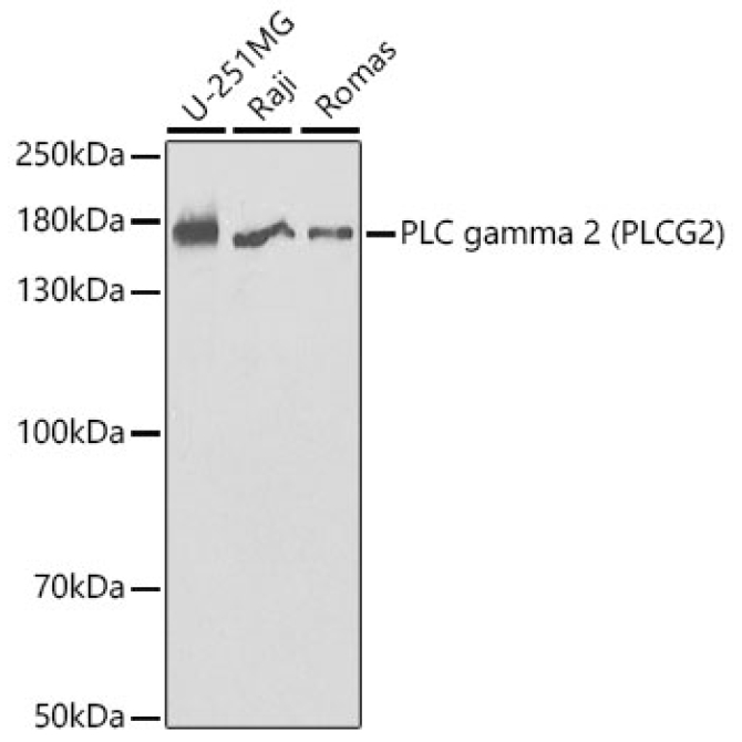 PLC gamma 2 (PLCG2) Rabbit Polyclonal Antibody