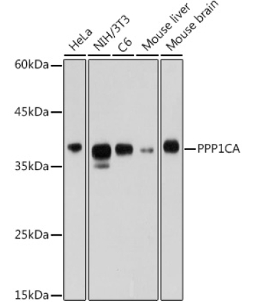 PPP1CA Rabbit Polyclonal Antibody
