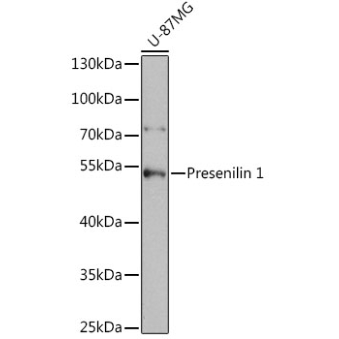 Presenilin 1 Rabbit Polyclonal Antibody