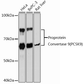 Proprotein Convertase 9(PCSK9) Rabbit Monoclonal Antibody