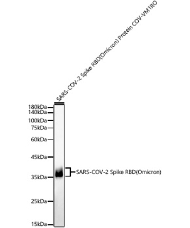 SARS-COV-2 Spike RBD(Omicron) Protein Polyclonal Antibody