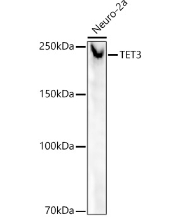 TET3 Rabbit Monoclonal Antibody