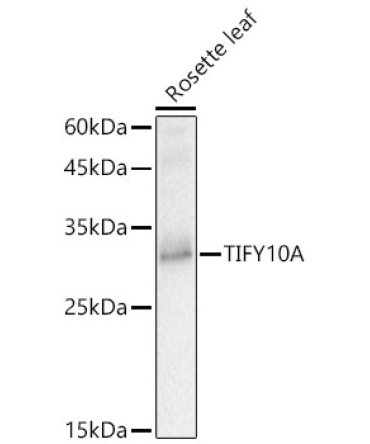 TIFY10A Rabbit Polyclonal Antibody