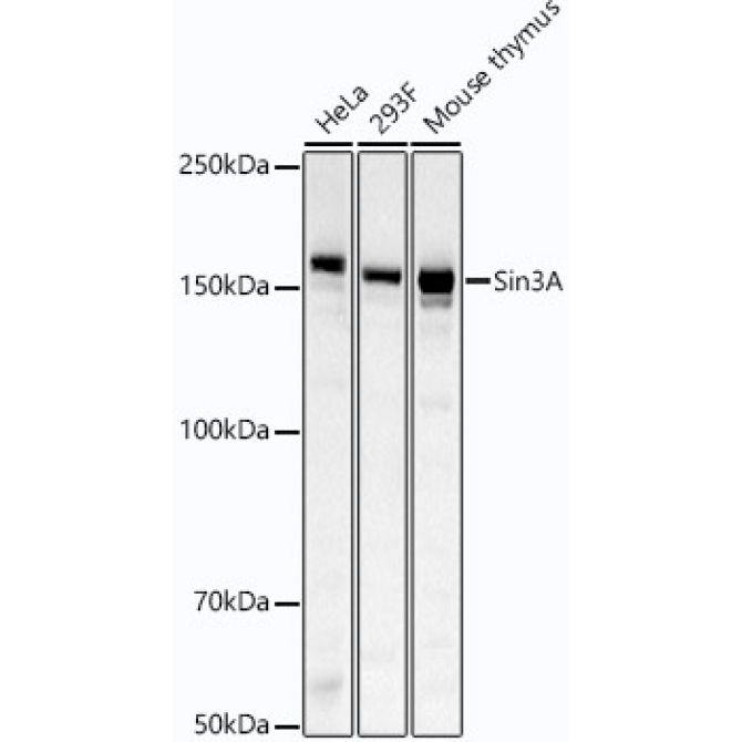 Sin3A Rabbit Monoclonal Antibody