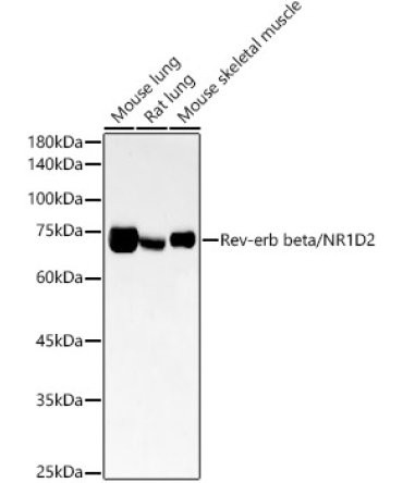 Rev-erb beta/NR1D2 Rabbit Monoclonal Antibody