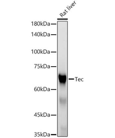Tec Rabbit Monoclonal Antibody
