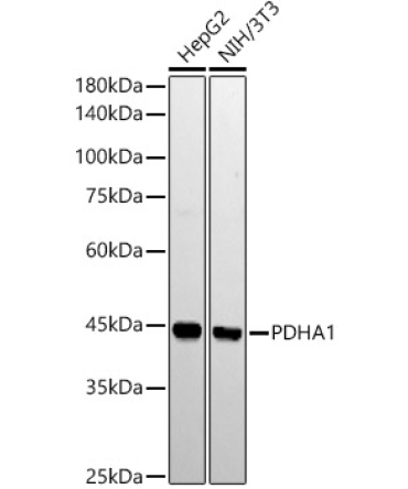 PDHA1 Rabbit Monoclonal Antibody