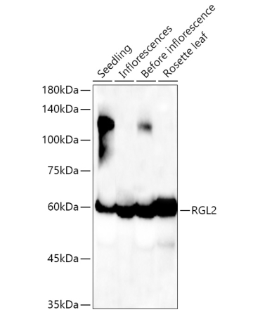 RGL2 Rabbit Polyclonal Antibody