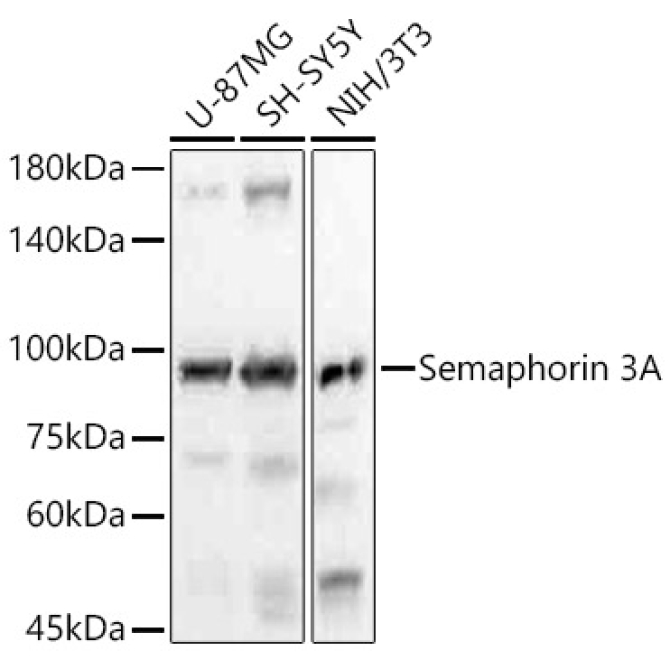 Semaphorin 3A Rabbit Monoclonal Antibody