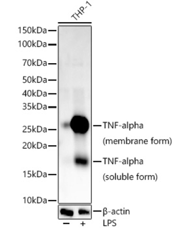 TNF-Alpha Rabbit Monoclonal Antibody