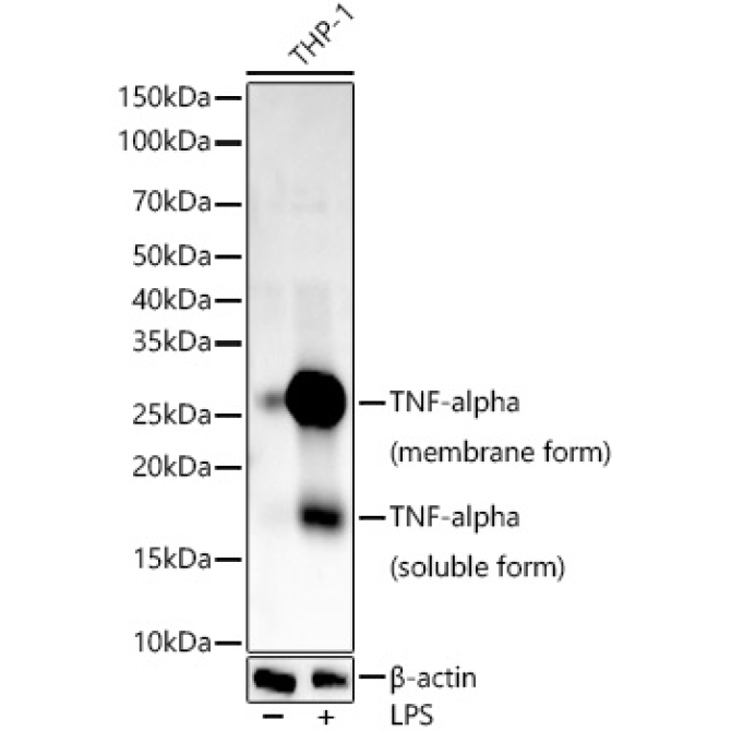 TNF-Alpha Rabbit Monoclonal Antibody