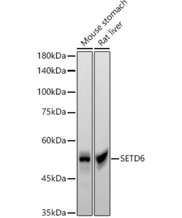 SETD6 Rabbit Monoclonal Antibody