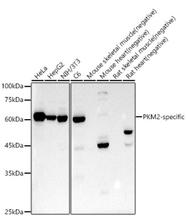 PKM2-specific Rabbit Monoclonal Antibody