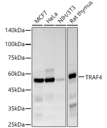 TRAF4 Rabbit Monoclonal Antibody