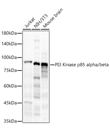 PI3 Kinase p85 alpha/beta Rabbit Monoclonal Antibody