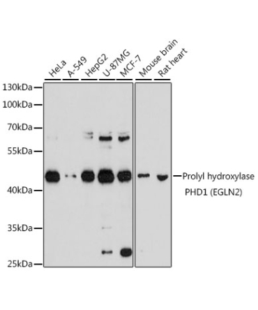 Prolyl hydroxylase PHD1 (EGLN2) Rabbit Polyclonal Antibody