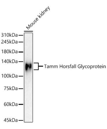 Tamm Horsfall Glycoprotein Rabbit Polyclonal Antibody