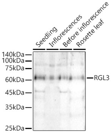 RGL3 Rabbit Polyclonal Antibody