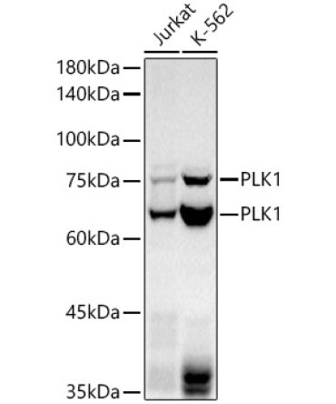 PLK1 Rabbit Monoclonal Antibody