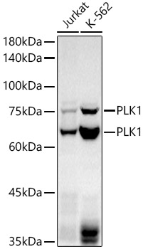 PLK1 Rabbit Monoclonal Antibody