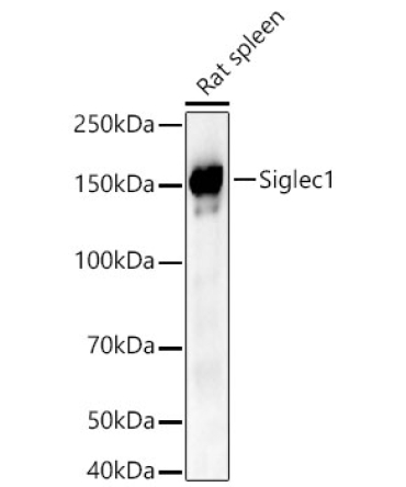 Siglec1 Rabbit Polyclonal Antibody