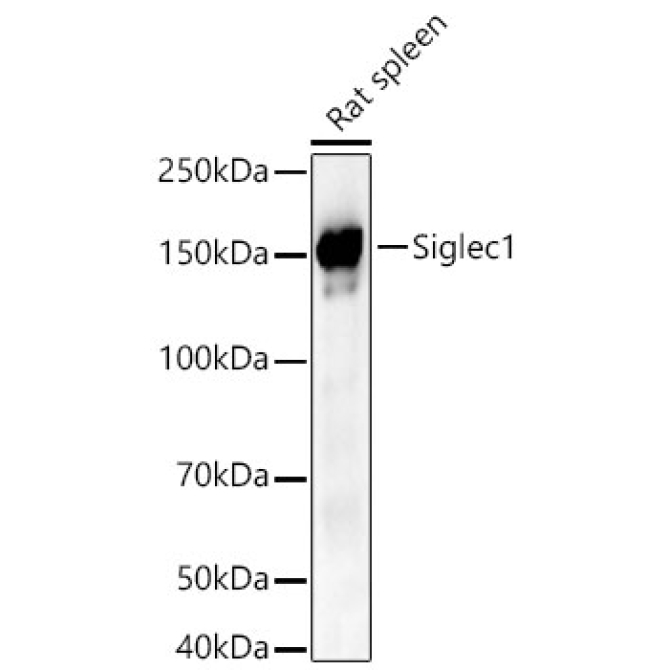 Siglec1 Rabbit Polyclonal Antibody