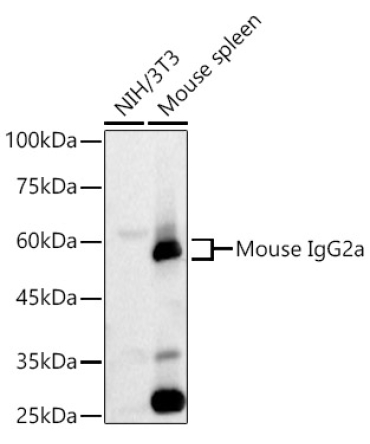 Rabbit Anti-Mouse IgG2a