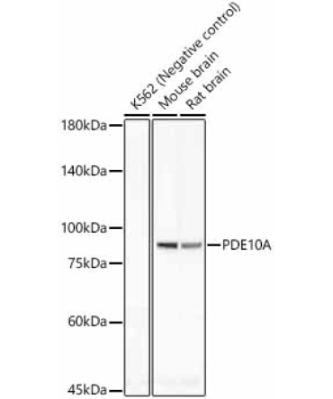 PDE10A Rabbit Monoclonal Antibody