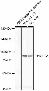 PDE10A Rabbit Monoclonal Antibody