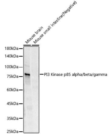 PI3 Kinase p85 alpha/beta/gamma Monoclonal Antibody