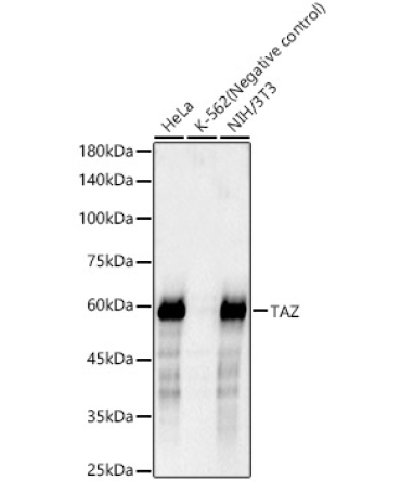 TAZ Rabbit Monoclonal Antibody