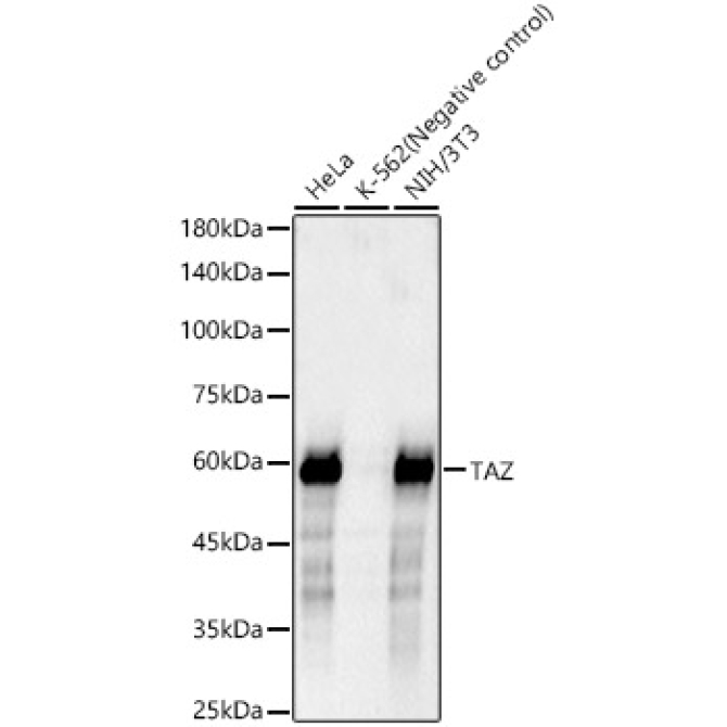 TAZ Rabbit Monoclonal Antibody