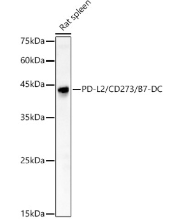 PD-L2/CD273/B7-DC Rabbit Polyclonal Antibody