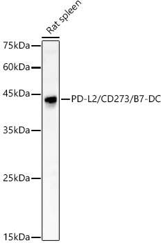 PD-L2/CD273/B7-DC Rabbit Polyclonal Antibody
