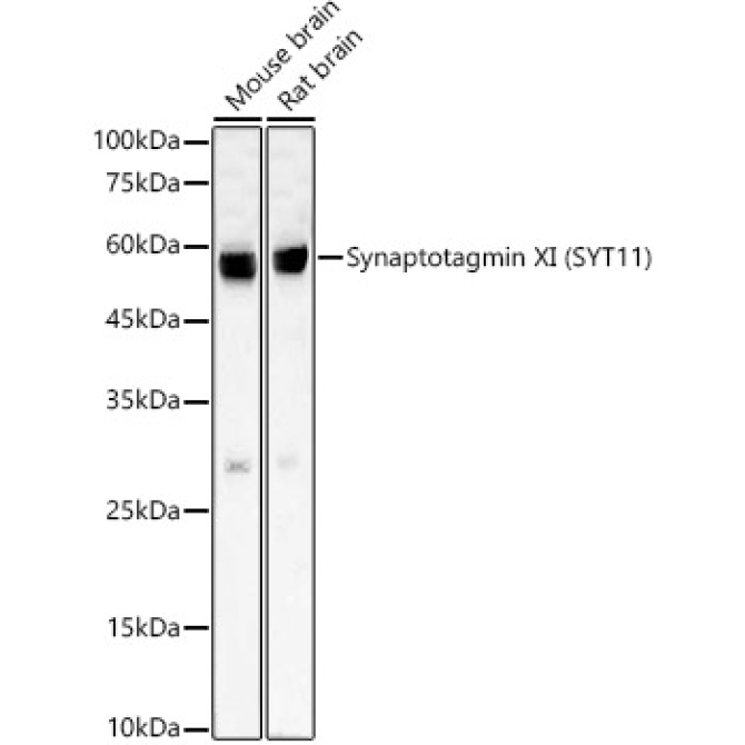 Synaptotagmin XI (SYT11) Rabbit Monoclonal Antibody