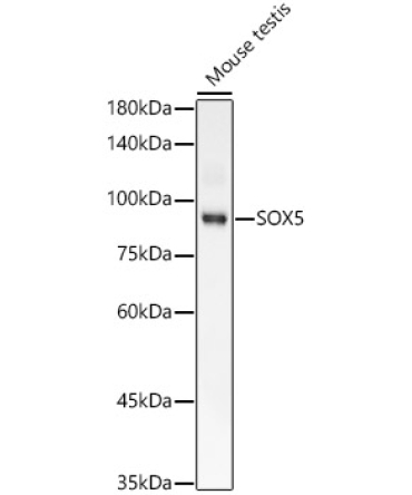 SOX5 Rabbit Monoclonal Antibody